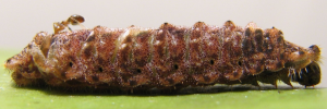Hypochrysops narcissus narcissus - Final Larvae
